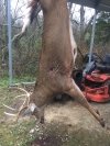 Patrick Kerr 9pt. taken with 6-Blade for crossbow.